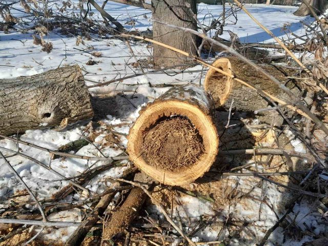 Через негоду в Одесі повалено 26 дерев та великих гілок