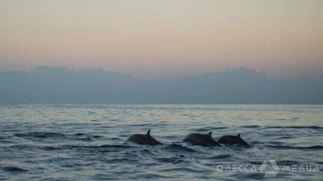 Чорне море може стати мертвим назавжди: як війна нищить дельфінів та екосистему