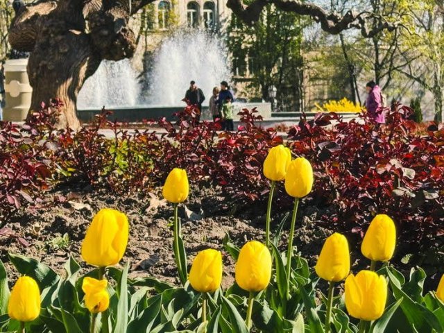 В Одессе распускаются тюльпаны из Нидерландов
