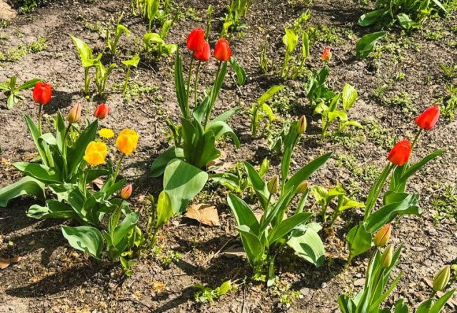 В Одессе распускаются тюльпаны из Нидерландов