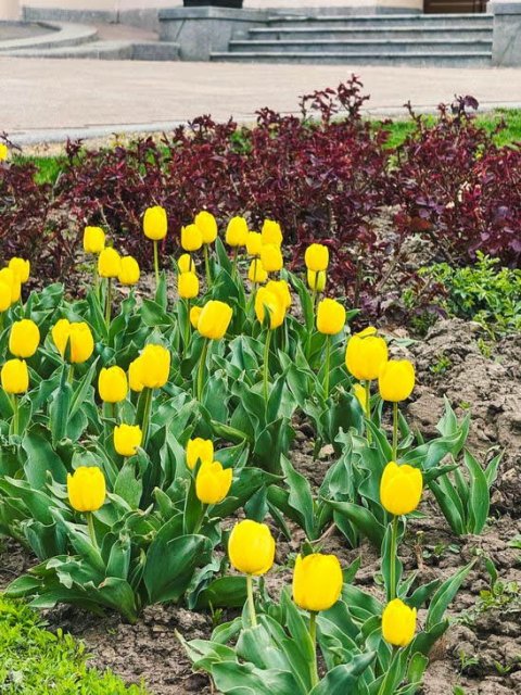 В Одессе распускаются тюльпаны из Нидерландов