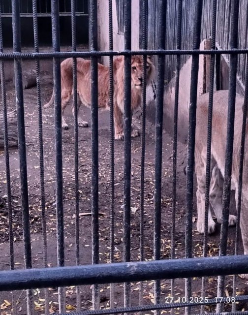 Еще одна потеря в Одесском зоопарке – умерла львица