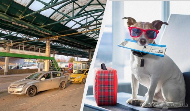 Виїзд за кордон із тваринами: чому готуватися треба за 4 місяці та що обов'язково зробити