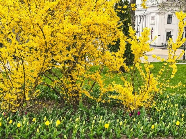 В Одессе распускаются тюльпаны из Нидерландов