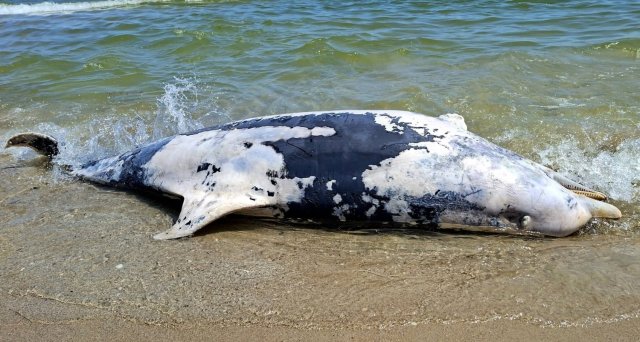 Екоцид у Чорному морі: на узбережжя «Тузловських лиманів» за один день викинуло безпрецедентну кількість загиблих дельфінів